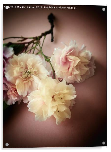 Blushing Bride Blossom Acrylic by Beryl Curran