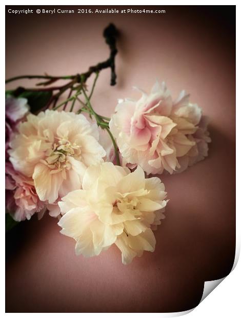 Blushing Bride Blossom Print by Beryl Curran