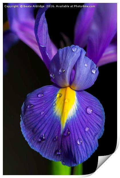 Iris flower Print by Beata Aldridge