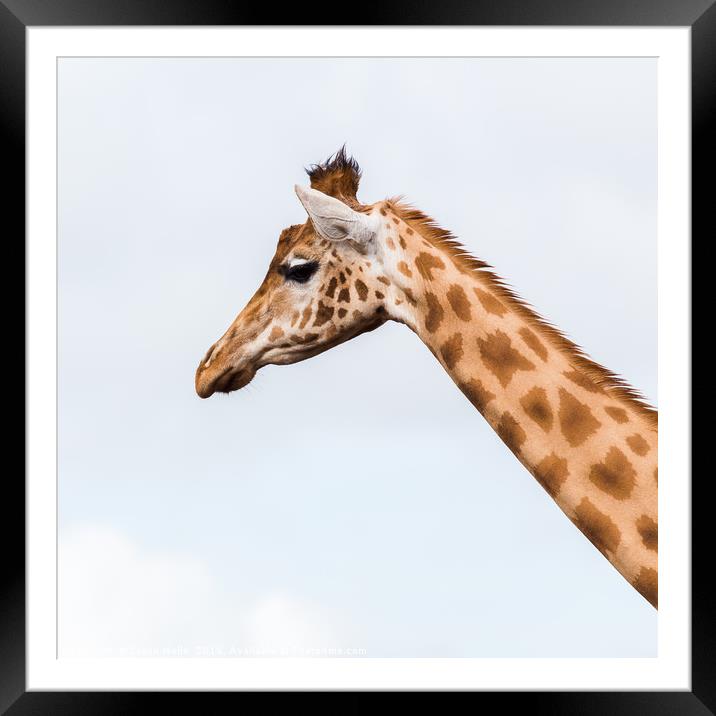 Square crop of a giraffe Framed Mounted Print by Jason Wells