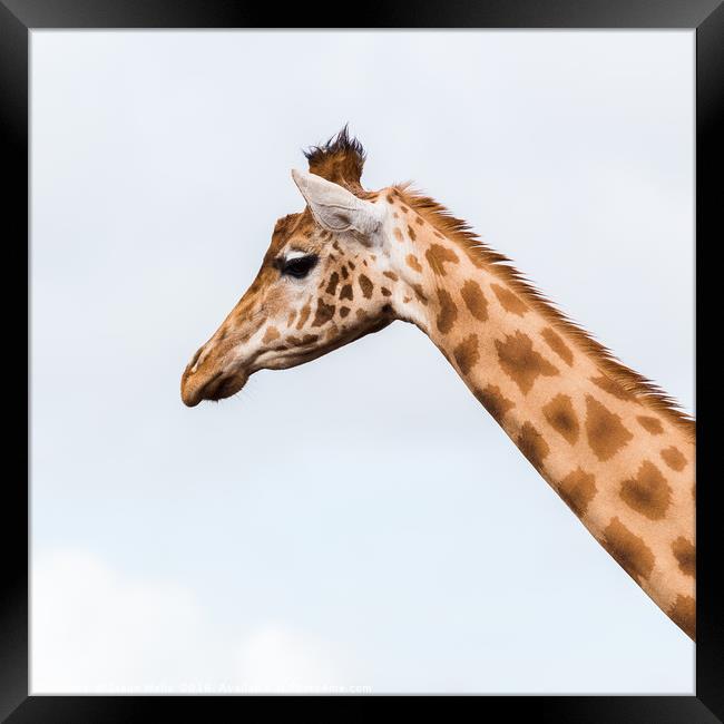 Square crop of a giraffe Framed Print by Jason Wells