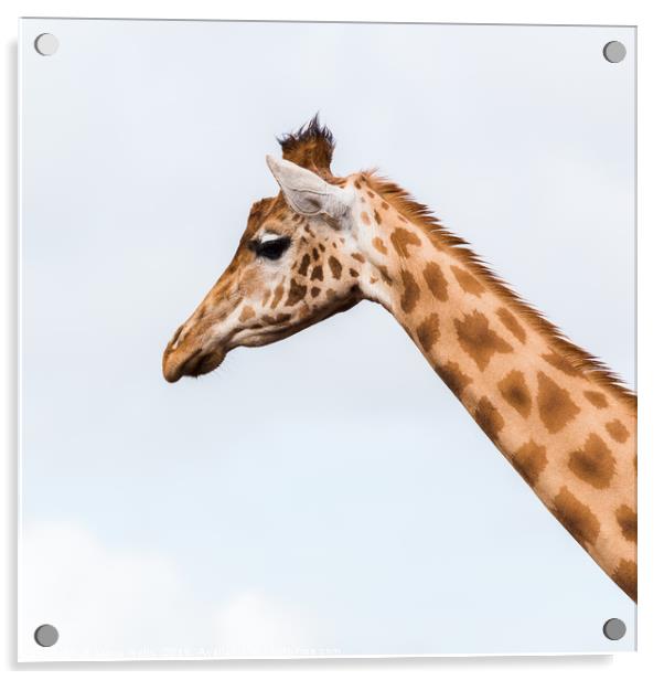 Square crop of a giraffe Acrylic by Jason Wells