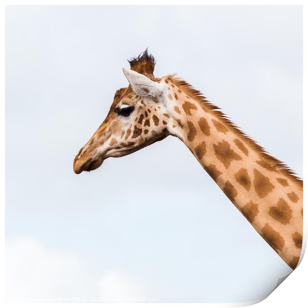 Square crop of a giraffe Print by Jason Wells