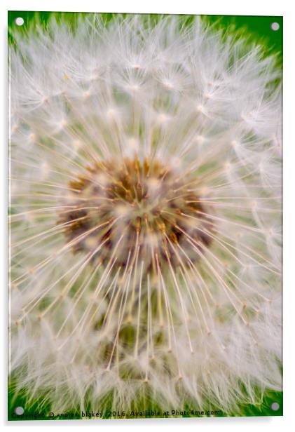 Dandelion Acrylic by andrew blakey