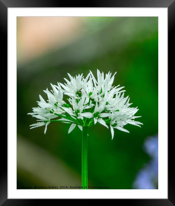 Wild Garlic Flower Framed Mounted Print by andrew blakey