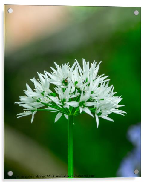 Wild Garlic Flower Acrylic by andrew blakey