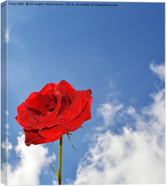 A single red rose, Canvas Print by Ali asghar Mazinanian