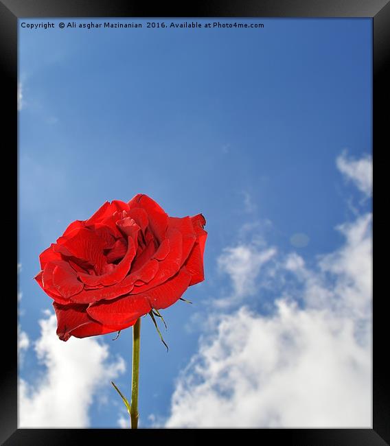 A single red rose, Framed Print by Ali asghar Mazinanian