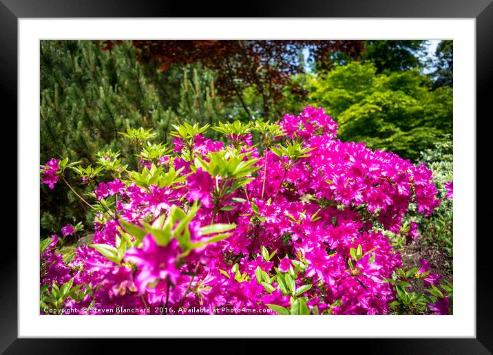 Pretty in pink Framed Mounted Print by Steven Blanchard