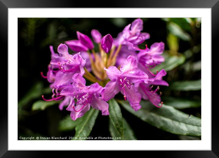 Pretty in pink 2 Framed Mounted Print by Steven Blanchard