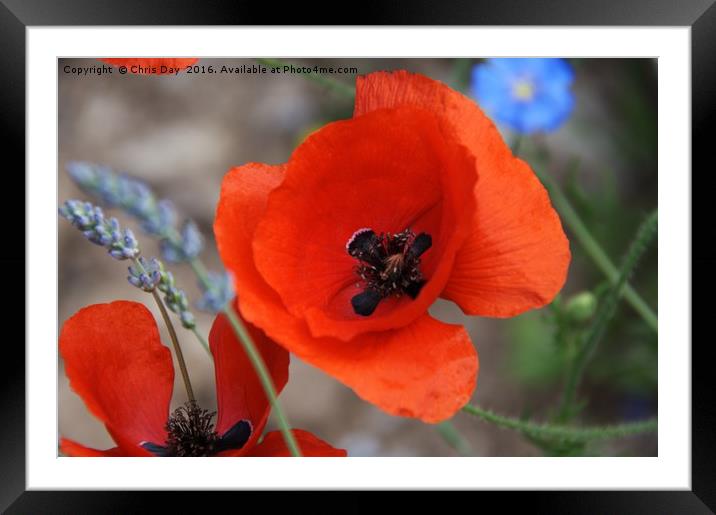 Red Poppy Framed Mounted Print by Chris Day