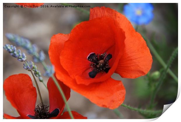 Red Poppy Print by Chris Day