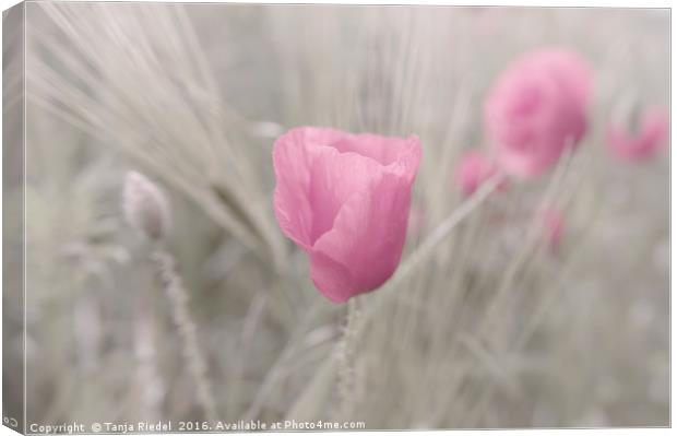 Pink Poppy Lady Flower Canvas Print by Tanja Riedel