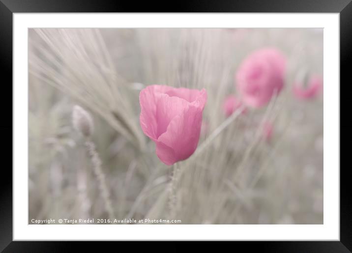 Pink Poppy Lady Flower Framed Mounted Print by Tanja Riedel