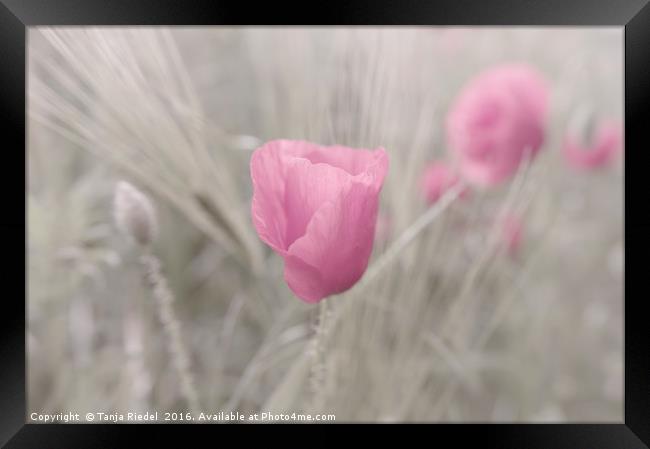 Pink Poppy Lady Flower Framed Print by Tanja Riedel
