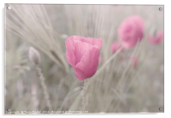 Pink Poppy Lady Flower Acrylic by Tanja Riedel