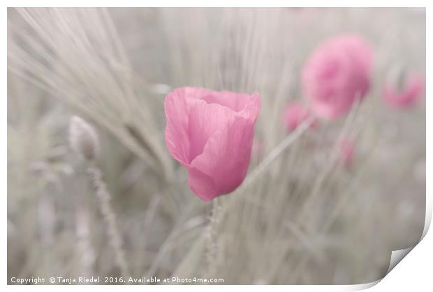 Pink Poppy Lady Flower Print by Tanja Riedel