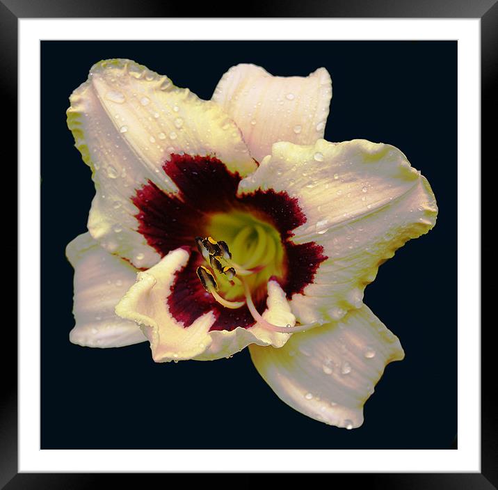 Glorious 2 Colour Lily Framed Mounted Print by james balzano, jr.