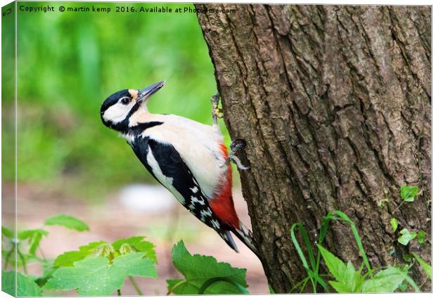 Great Spotted Woodpecker Canvas Print by Martin Kemp Wildlife