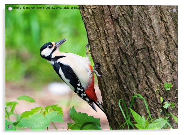 Great Spotted Woodpecker Acrylic by Martin Kemp Wildlife