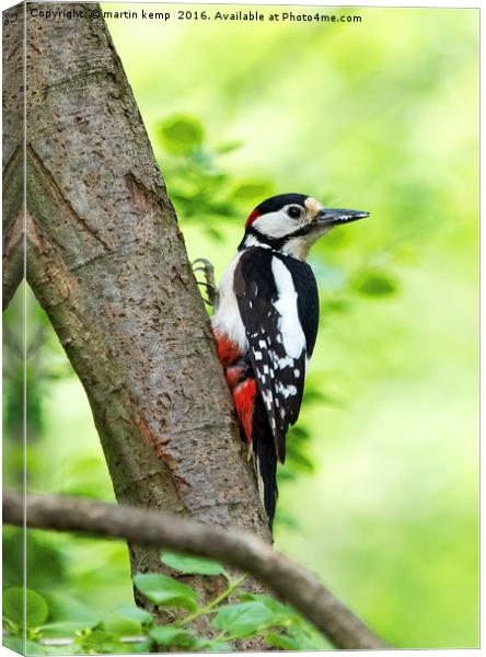 Great Spotted Woodpecker 2 Canvas Print by Martin Kemp Wildlife