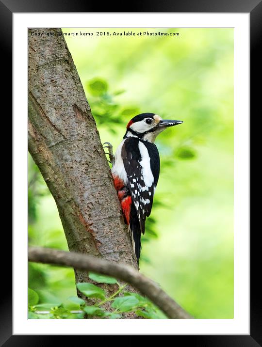 Great Spotted Woodpecker 2 Framed Mounted Print by Martin Kemp Wildlife