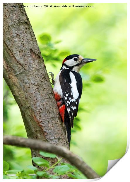Great Spotted Woodpecker 2 Print by Martin Kemp Wildlife