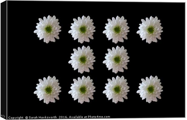 10 White Flower on Black Background Canvas Print by Sarah Hawksworth