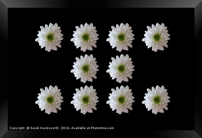 10 White Flower on Black Background Framed Print by Sarah Hawksworth