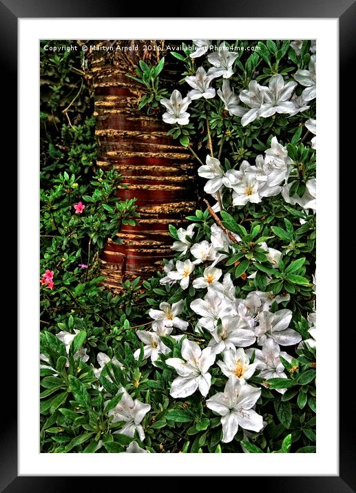 Spring Botanic Garden Flowers Framed Mounted Print by Martyn Arnold