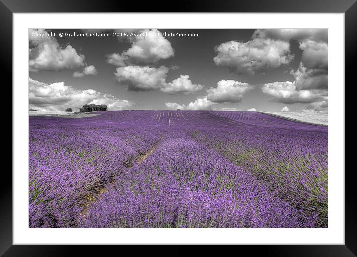 Lavender Field Framed Mounted Print by Graham Custance