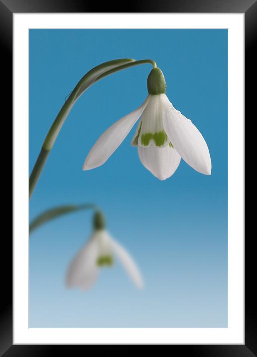 Duo of Snowdrops Framed Mounted Print by John Edwards