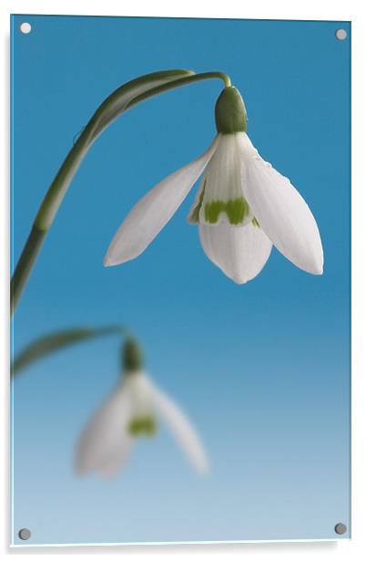 Duo of Snowdrops Acrylic by John Edwards