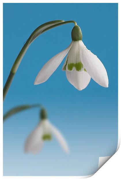 Duo of Snowdrops Print by John Edwards