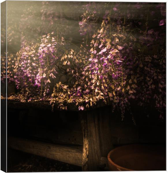 Nostalgic Wisteria Haven Canvas Print by richard sayer