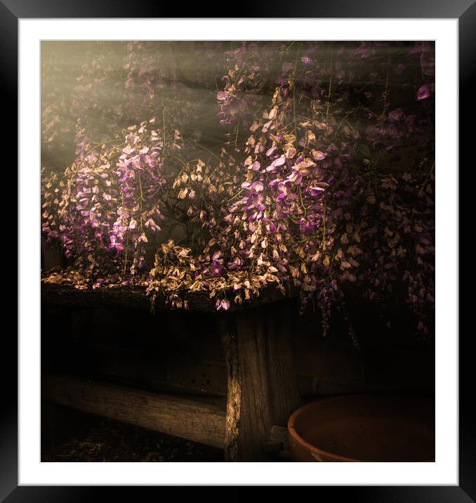 Nostalgic Wisteria Haven Framed Mounted Print by richard sayer