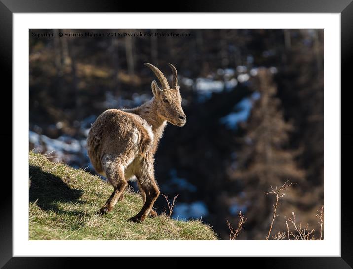 Ibex on the Mountains Framed Mounted Print by Fabrizio Malisan