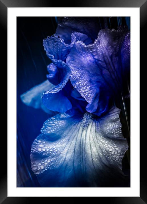 Electric Blue Framed Mounted Print by richard sayer