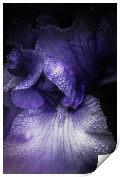 Blue Iris Print by richard sayer