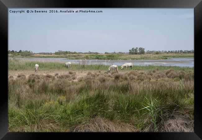 camargue horses Framed Print by Jo Beerens