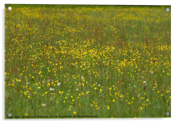 Field of flowers Acrylic by Fabrizio Malisan