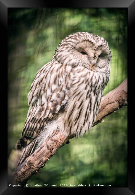 Ural Owl Framed Print by Jonathan OConnell