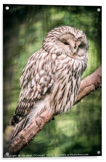 Ural Owl Acrylic by Jonathan OConnell