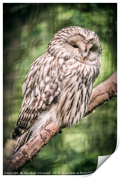 Ural Owl Print by Jonathan OConnell