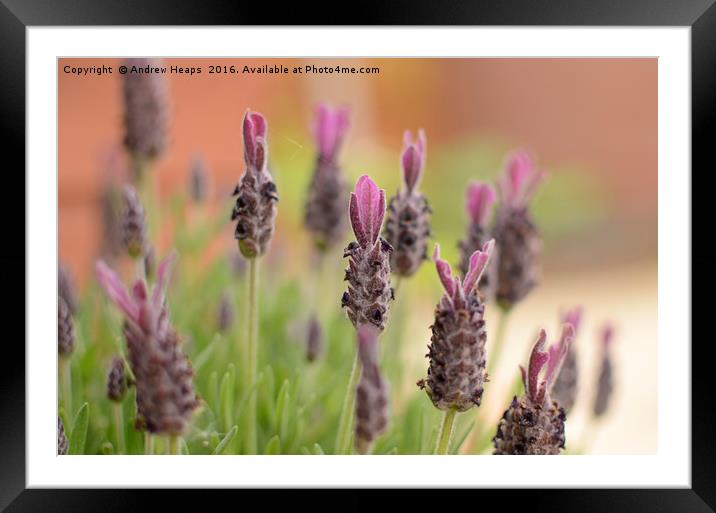 Lavender flowers Framed Mounted Print by Andrew Heaps
