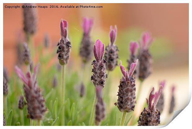 Lavender flowers Print by Andrew Heaps