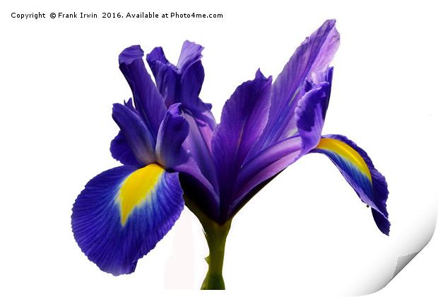 Bearded Iris Print by Frank Irwin