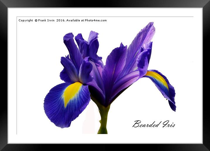 Beautiful Bearded Iris Framed Mounted Print by Frank Irwin