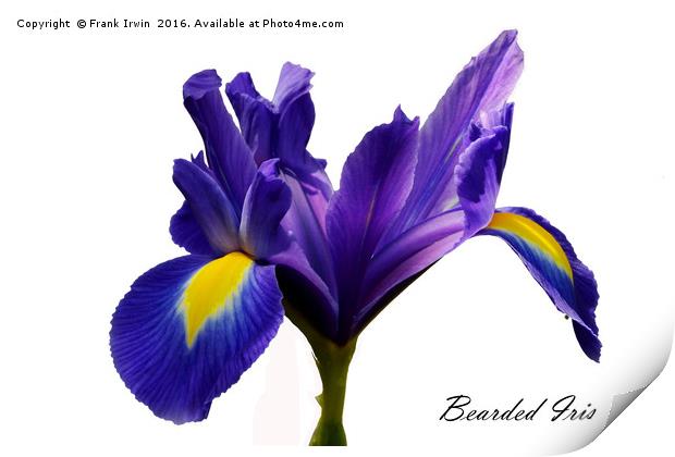 Beautiful Bearded Iris Print by Frank Irwin
