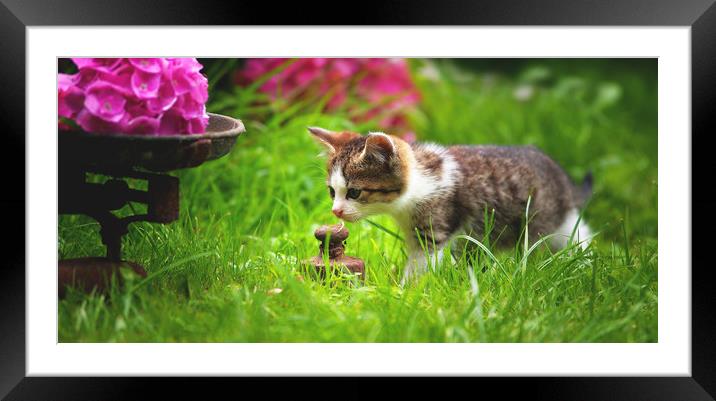 Curious Cat Framed Mounted Print by Tanja Riedel